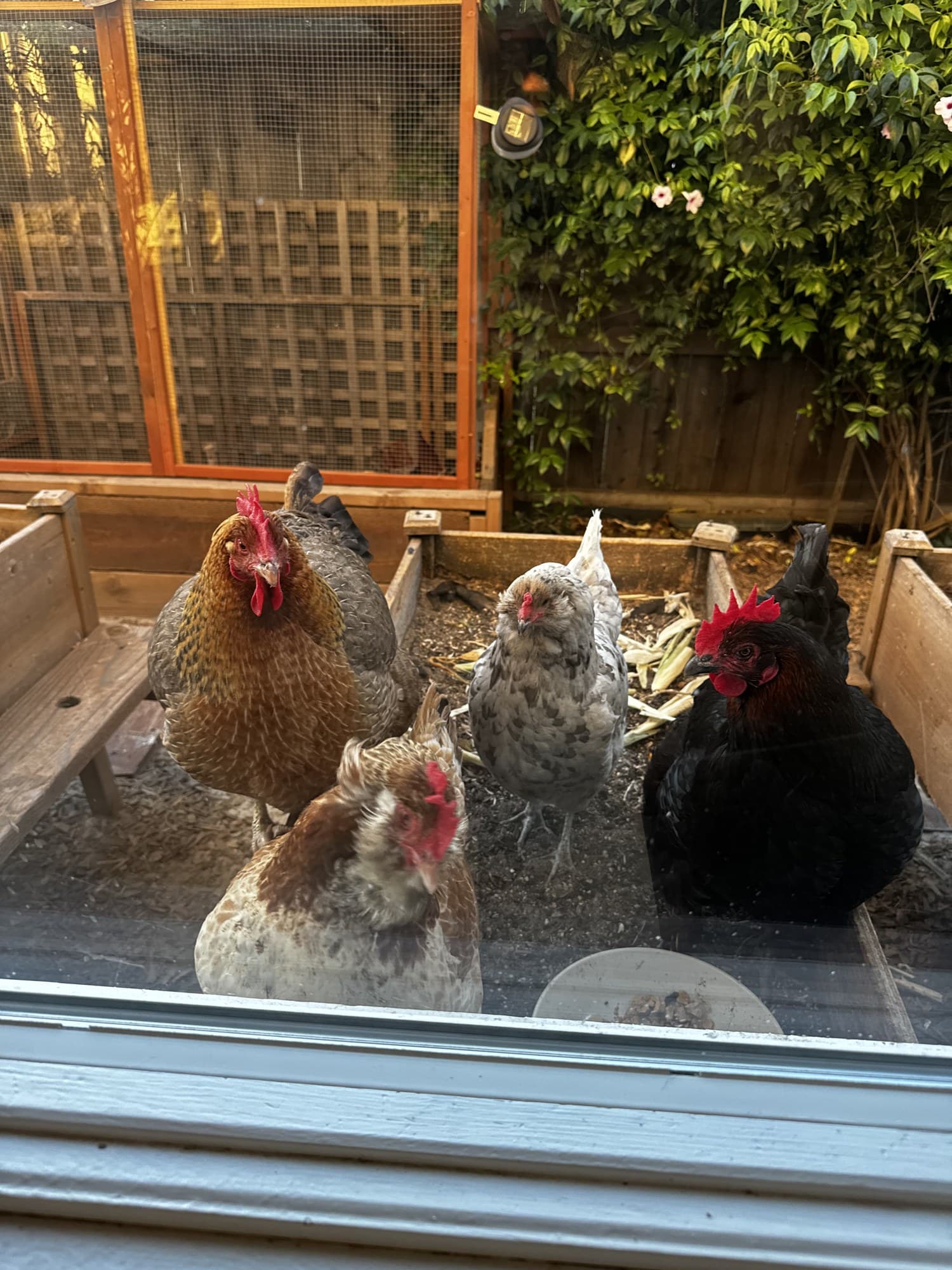 Latest photo of Chicken Support Team, Multi-Agent Support Cluster